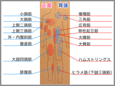 身体の筋肉